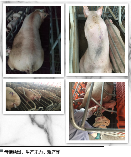 9001诚信金沙(中国)有限公司