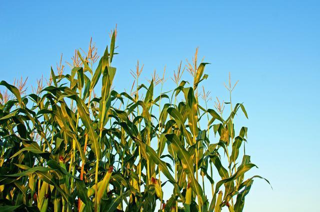 9001诚信金沙(中国)有限公司